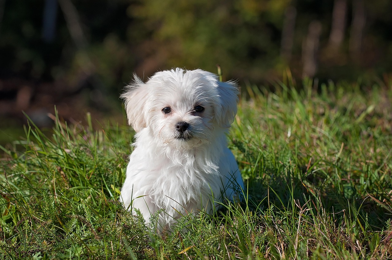 maltese, dog, puppy, small dog, white dog, young, pet, animal, young dog, domestic dog, canine, mammal, nature, cute, adorable, meadow, outdoors, portrait, animal portrait